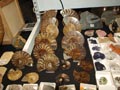 FEM. XXI Feria de Minerales y Fósiles de la Unión