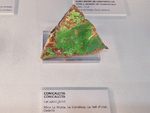 Exposición Tesoros de la Tierra. Minerales de la Comunidad Valenciana. Colección Juan Miguel Casanova Onrubia