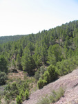 Barranco de el Retamal. Enguidanos. Cuenca