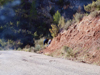 Rambla de la Escarabehuela, Enguídanos, Cuenca   