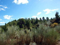 Rambla de la Escarabehuela, Enguídanos, Cuenca   