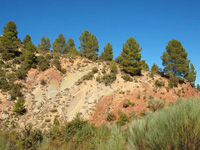 Rambla de la Escarabehuela, Enguídanos, Cuenca   