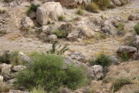 Explotaciones de áridos y yesos. Cabezo del Polavar. Villena 