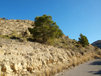 El Alcavó. Agost. Alicante     